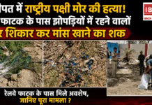 National Bird Peacock Found Dead : पानीपत में राष्ट्रीय पक्षी मोर की हत्या, रेलवे फाटक के पास झोपड़ियों में रहने वालों पर शिकार कर मांस खाने का शक, रेलवे फाटक के पास मिले अवशेष, जानिए पूरा मामला ? National Bird Peacock Found Dead