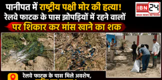 National Bird Peacock Found Dead : पानीपत में राष्ट्रीय पक्षी मोर की हत्या, रेलवे फाटक के पास झोपड़ियों में रहने वालों पर शिकार कर मांस खाने का शक, रेलवे फाटक के पास मिले अवशेष, जानिए पूरा मामला ? National Bird Peacock Found Dead
