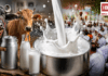 Milk Prices Increased in Haryana : दूध-दही के शौकीन हरियाणवियों की बढ़ेगी जेब पर मार, सिरसा में भी दूध के दाम बढ़ाने का ऐलान, भैंस का ₹100 तो गाय का ₹80 प्रति लीटर, कम कीमत में बेचने पर ₹5,100 जुर्माना, क्या आपके शहर में भी बढ़ा भाव ? Milk Prices Increased in Haryana