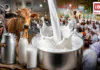 Milk Prices Increased in Haryana : दूध-दही के शौकीन हरियाणवियों की बढ़ेगी जेब पर मार, सिरसा में भी दूध के दाम बढ़ाने का ऐलान, भैंस का ₹100 तो गाय का ₹80 प्रति लीटर, कम कीमत में बेचने पर ₹5,100 जुर्माना, क्या आपके शहर में भी बढ़ा भाव ? Milk Prices Increased in Haryana