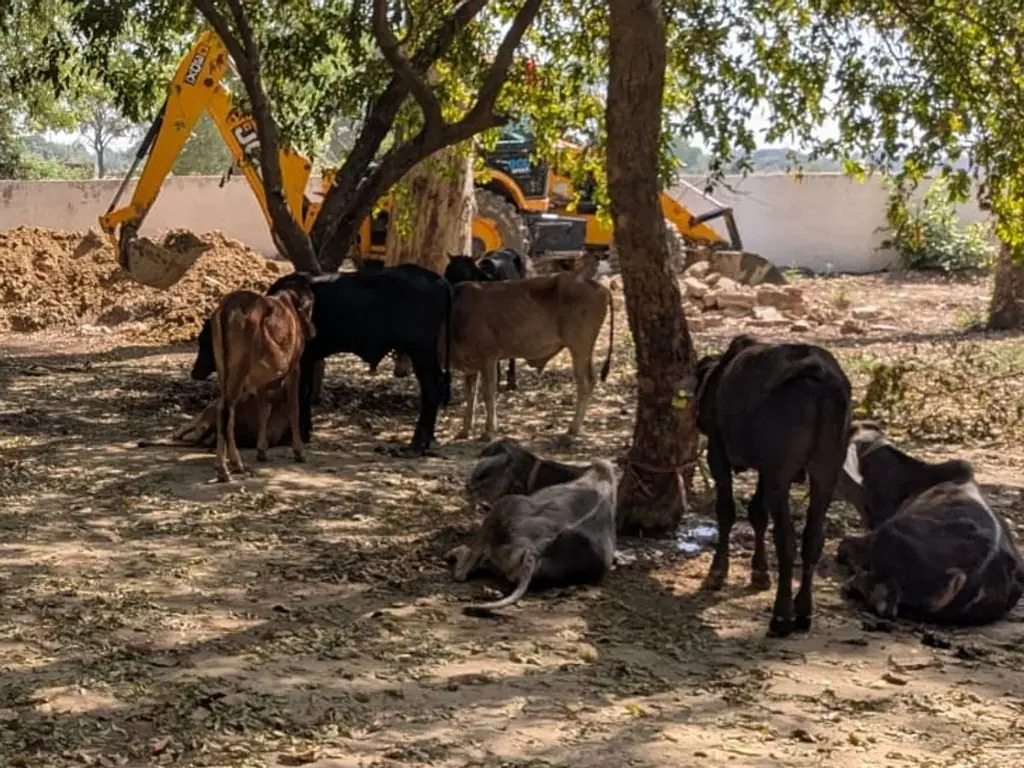 Haryana Milk Supply