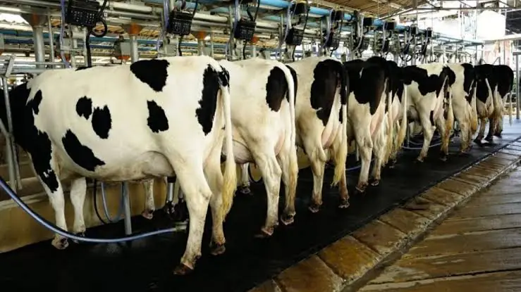 Haryana Milk Supply