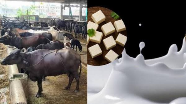 Milk Prices Increased in Haryana