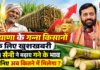 Haryana Sugarcane Price : हरियाणा के गन्ना किसानों के लिए खुशखबरी, CM सैनी ने बढ़ाए गन्ने के भाव, जानिए अब कितने में मिलेगा ? Haryana Sugarcane Price