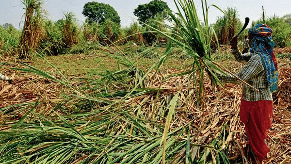 Haryana Sugarcane Price