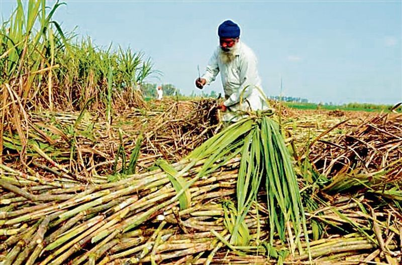 Haryana Sugarcane Price