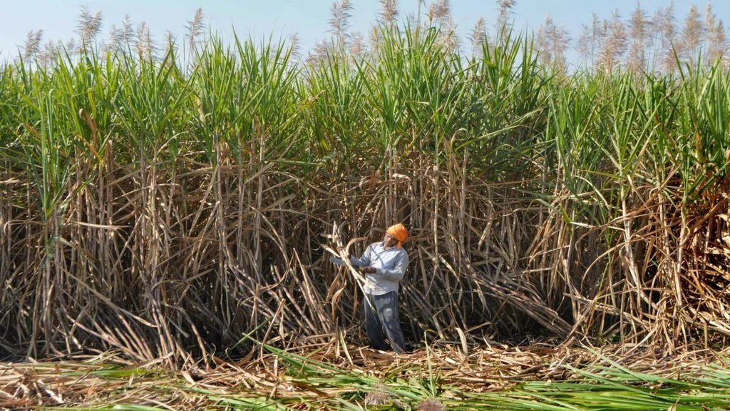 Haryana Sugarcane Price Protest