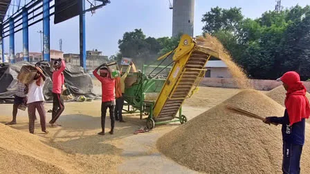 Haryana Paddy Procurement