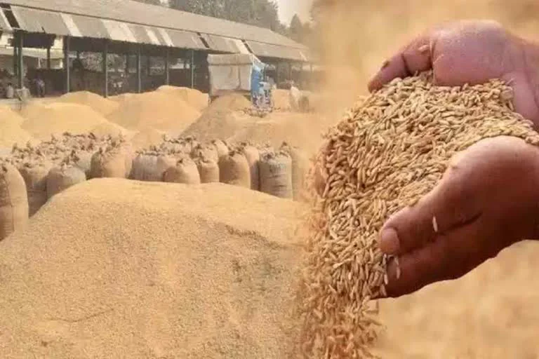 Haryana Paddy Procurement